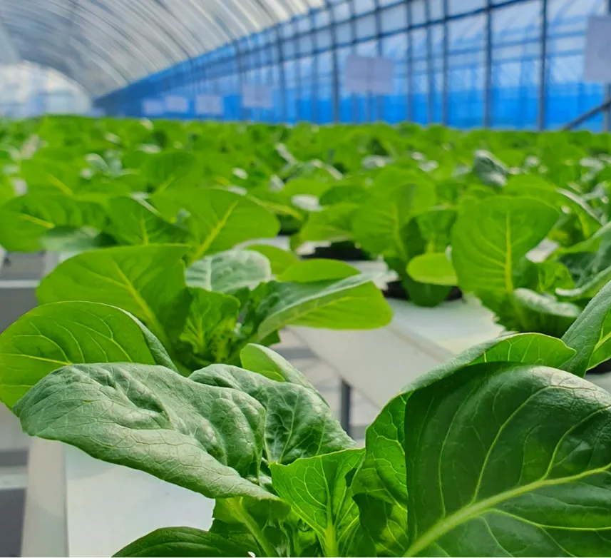 UV Disinfection for Surfaces and Air